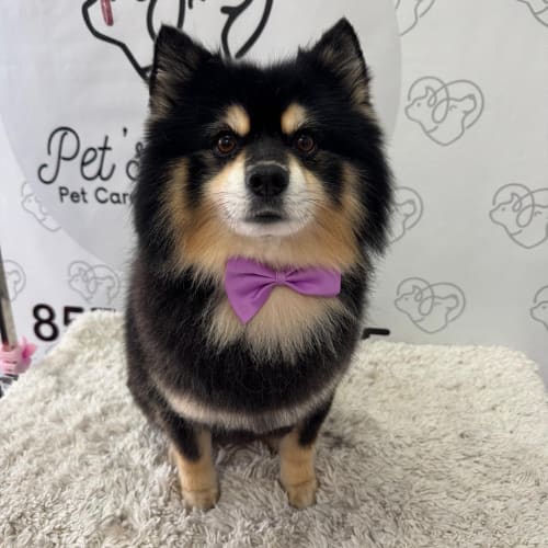 A black and tan spitz wearing a purple bow tie