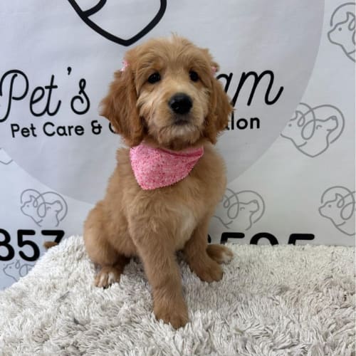 A goldendoodle puppy wearing a pink bandana