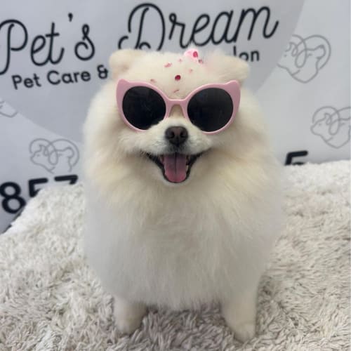 A fluffy white Pomeranian wearing pink sunglasses at Pet's Dream