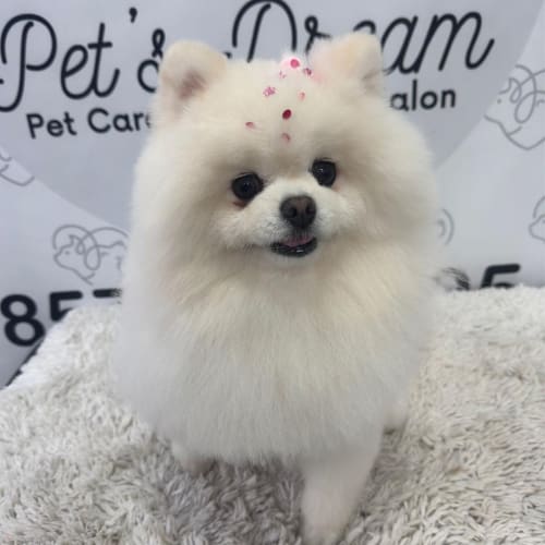 A fluffy white Pomeranian with small pink gems on its head