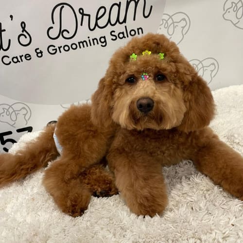 A red doodle lying down with small flower clips in its fur