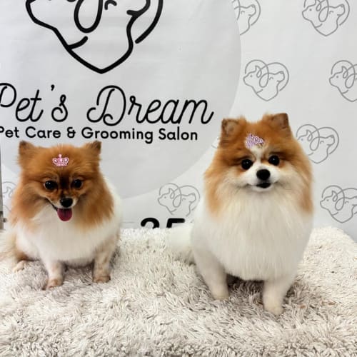 Two Pomeranians with tiny tiaras sitting side by side after grooming