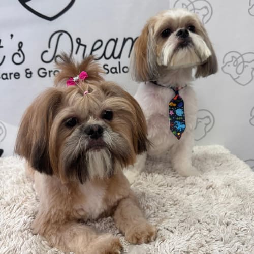 Two Shih Tzus after grooming, one with a pink bow and one with a patterned tie